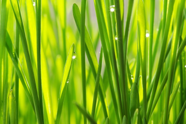 Photo dew drop on a blade of grass