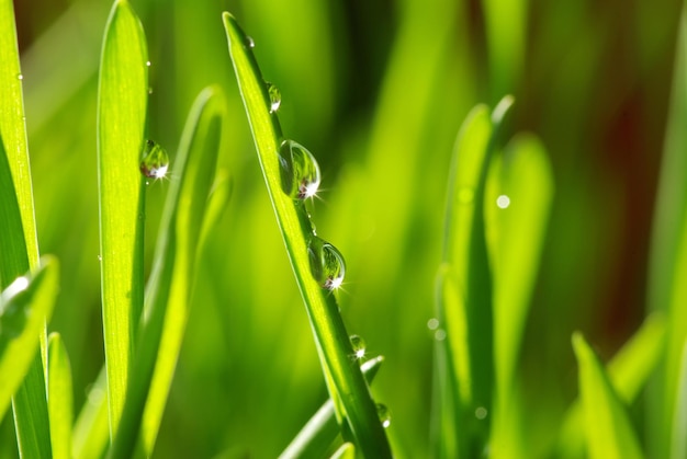 Dew drop on a blade of grass