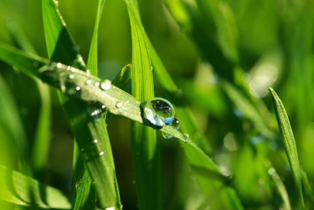 Dew drop on a blade of grass