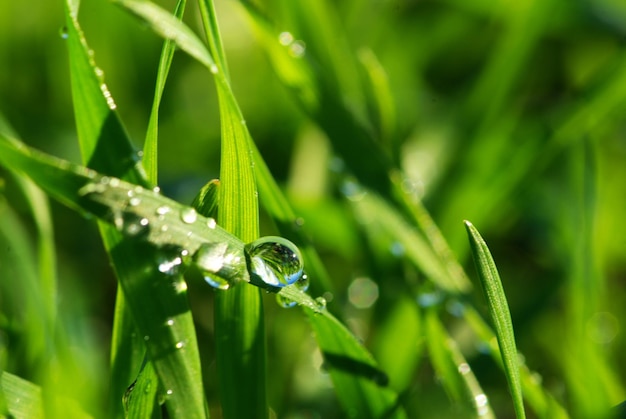 Dew drop on a blade of grass