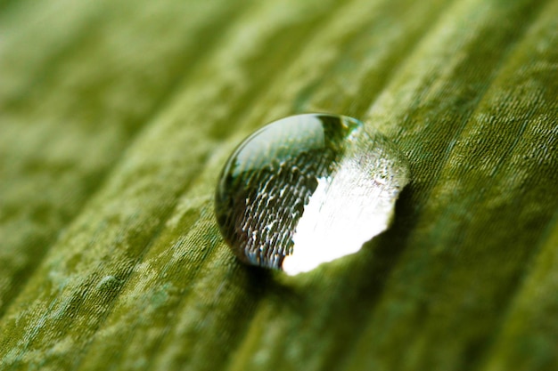 Dew drop on leaf macro view