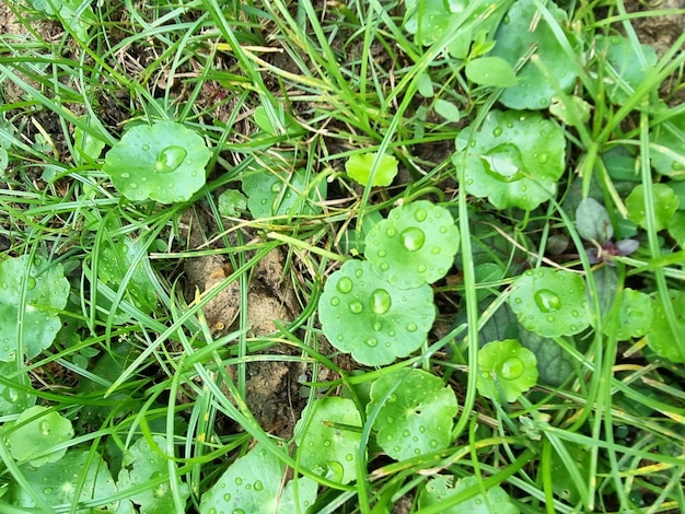 Hydrocotyle vulgaris Marsh Pennywort の緑の葉に雨が降った後の露滴または水滴