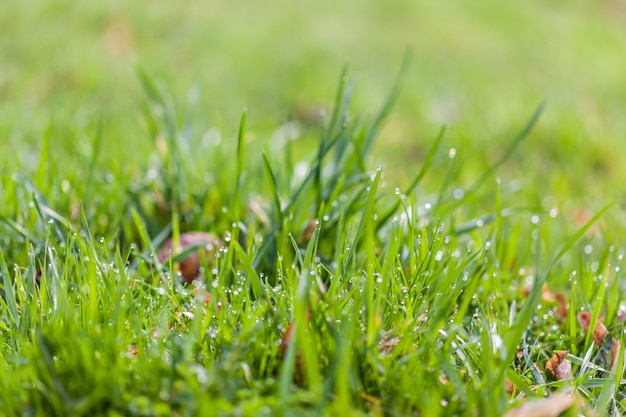 Dew drops on bright green grass in the spring morning