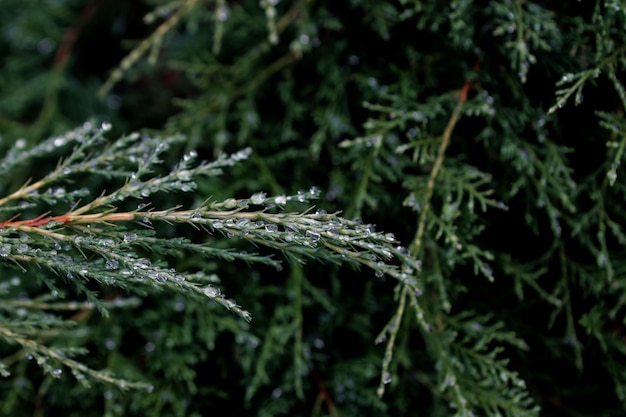 Dew drops on a cloudy afternoon on the pine leaves of a pine tree