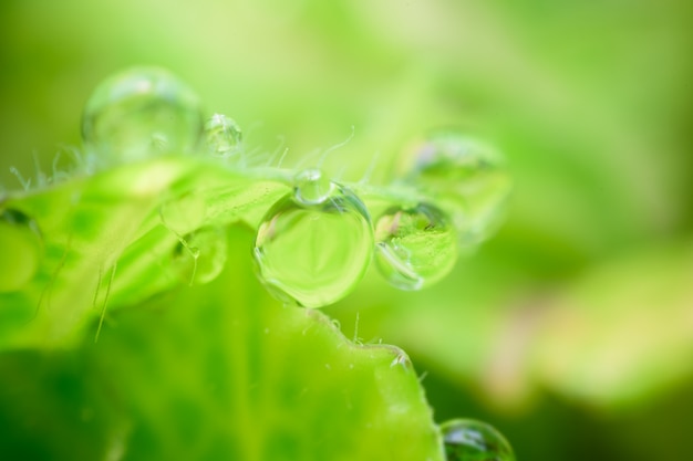 Dew drops on fresh green leaves