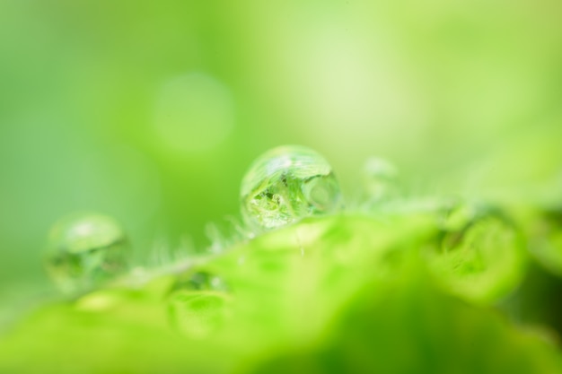 Dew drops on fresh green leaves