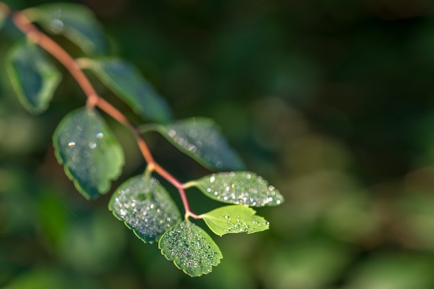 Dew drops glisten in the sun