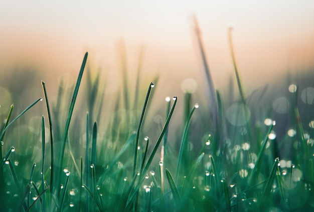 Photo dew drops on the grass at dawn selective soft focus