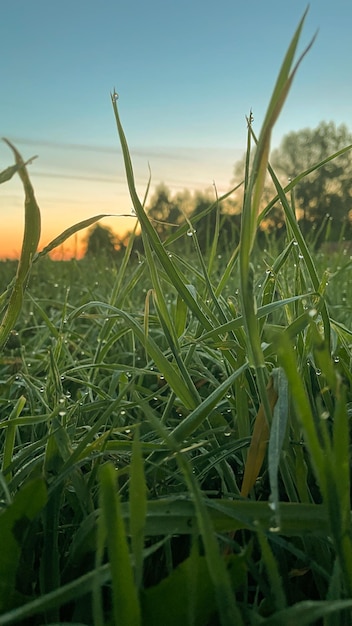 Dew drops on the grass at dawn