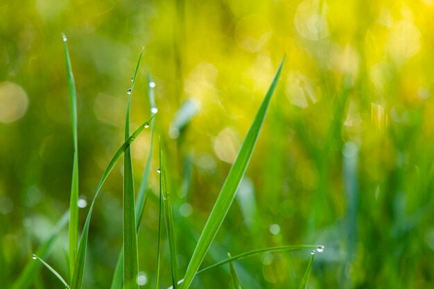 Dew drops on the grass in morning sunny lights Nature background Spring and summer concept