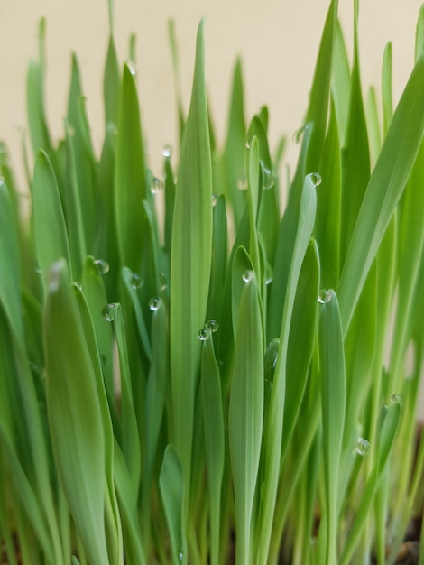 dew drops on grass