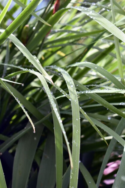 Gocce di rugiada sull'erba verde