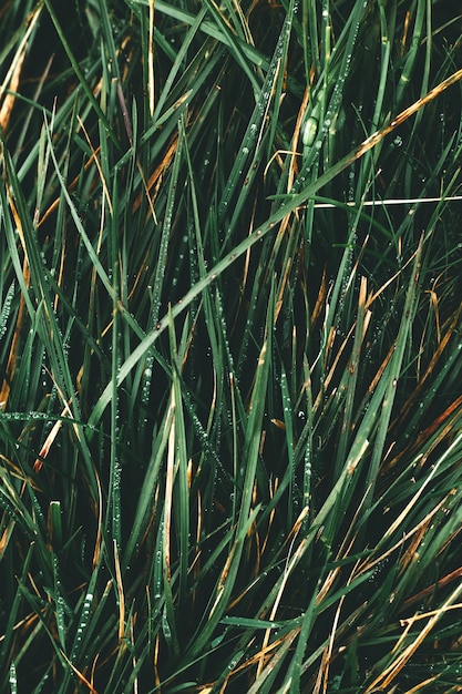 Dew drops on green grass