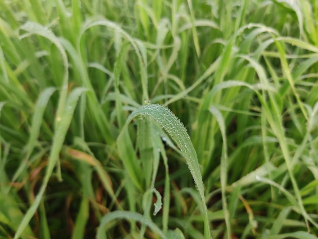 Dew drops on green leaves