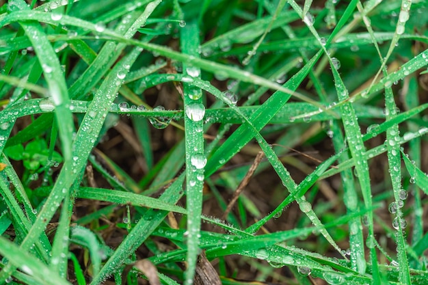 Dew drops on juicy green grass close-up. Raindrops meadow, nature scene. Ecology, earth day, clean water conservation concept