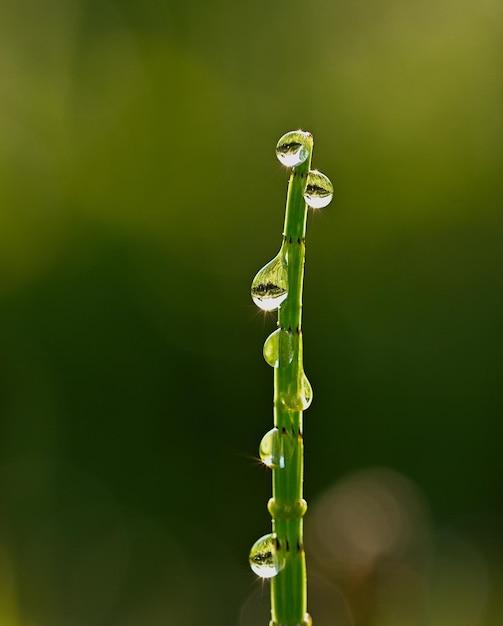 写真 露が草の上に落ちる