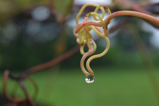 写真 朝はぶどうの木に露が落ちる