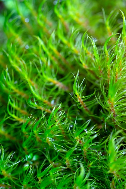 Dew drops on plants macro