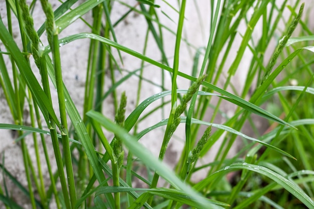 Dew drops on thin green blades of grass