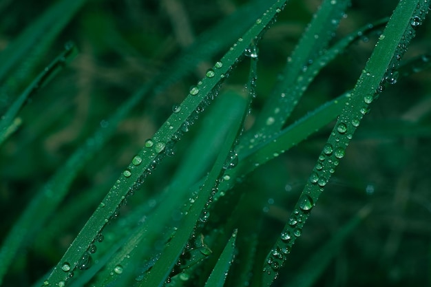 Dew drops on vegetation green grass with drops and bokeh