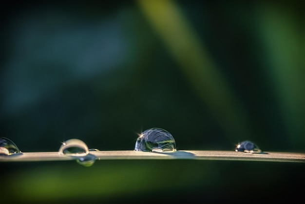 Dew drops with highlights on a green leaf Selective soft focus