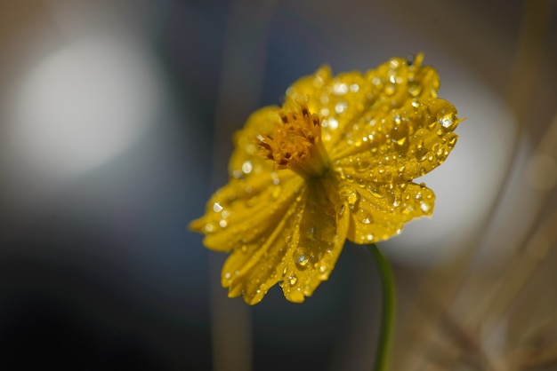 Gocce di rugiada sul fiore giallo