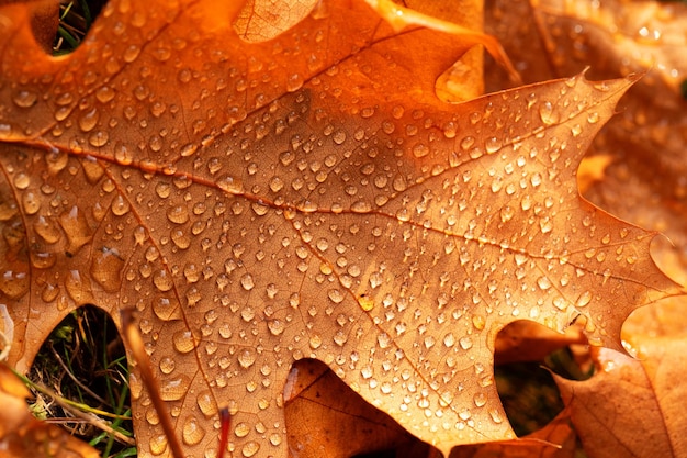 Dew drops on a yellow oak leaf