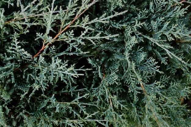 Rugiada nelle prime ore del mattino di primavera