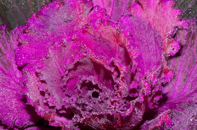 Dew on flower petals for background