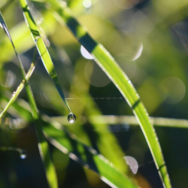 Photo dew on the grass beautiful natural colored background morning time in nature