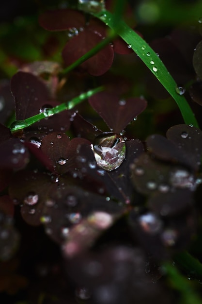 Photo dew on grass and clover