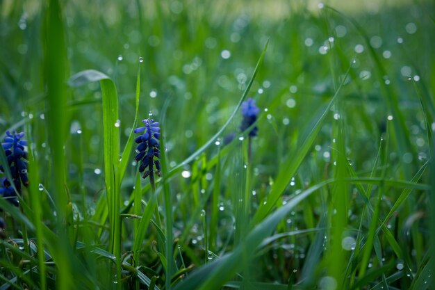 早朝の露草 夏草の美しいエメラルド色
