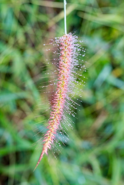 Dew on the grass, flowering in winter weather