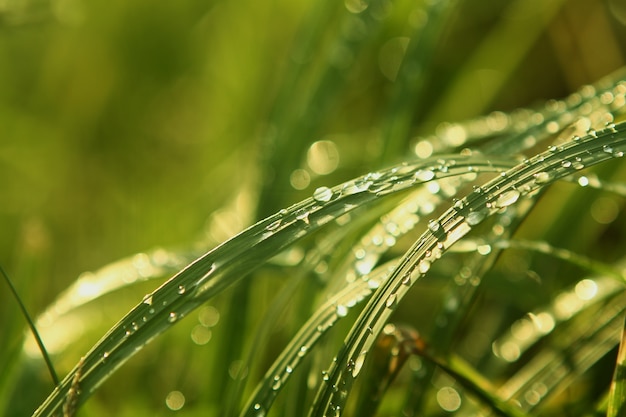 Dew grass morning sunrise sun freshness