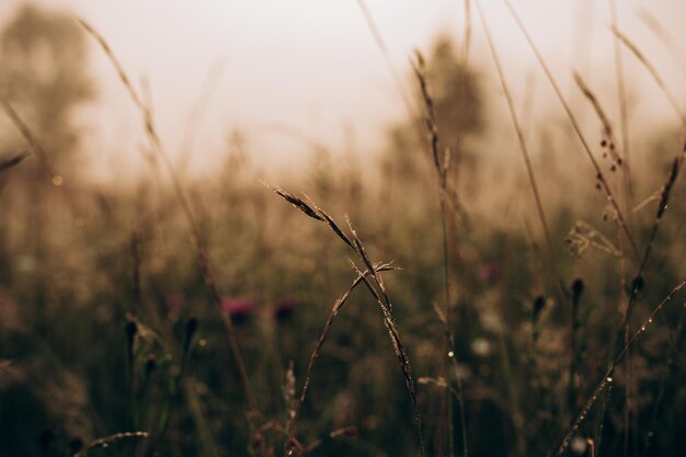 dew grass morning