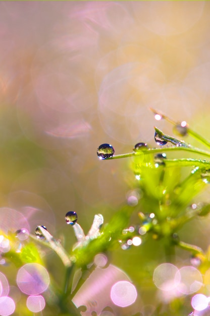 Dew on the grass in nature  