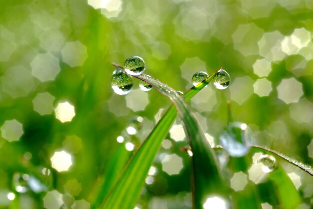 Dew on grass