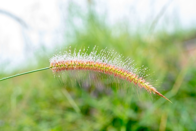 芝生の露