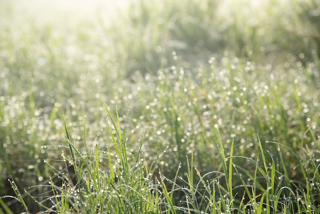 Dew on the grass 