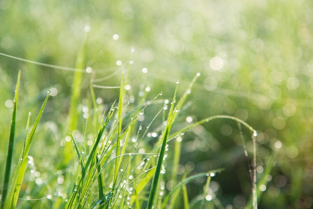 Dew on the grass.