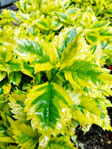 Dew on green leaves