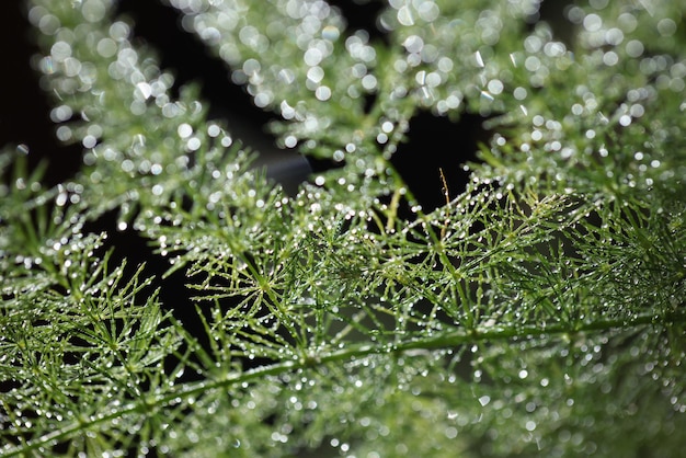 Foto rugiada su una pianta verde closeup lens flare flora carta da parati luce naturale sottile fogliame bagnato