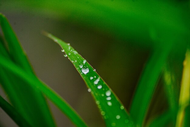 Photo dew on green weed leaves