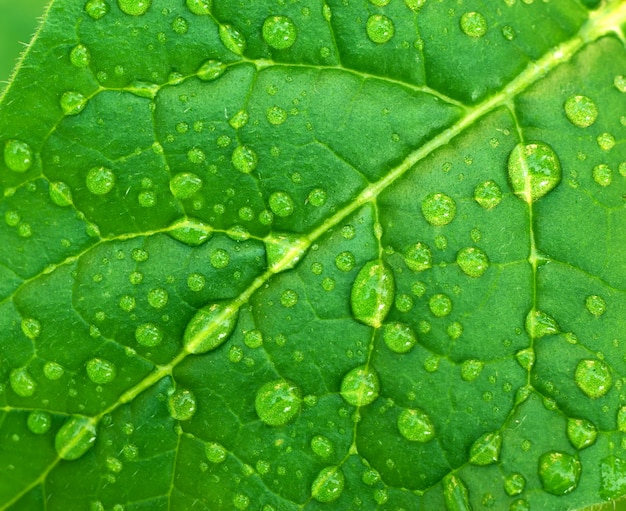 Dew on leaf