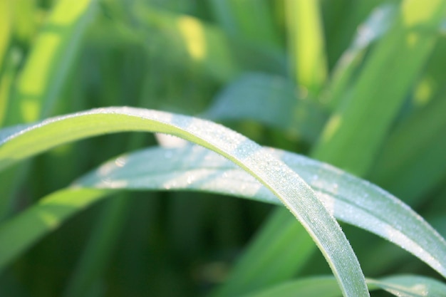 Dew on the leaf