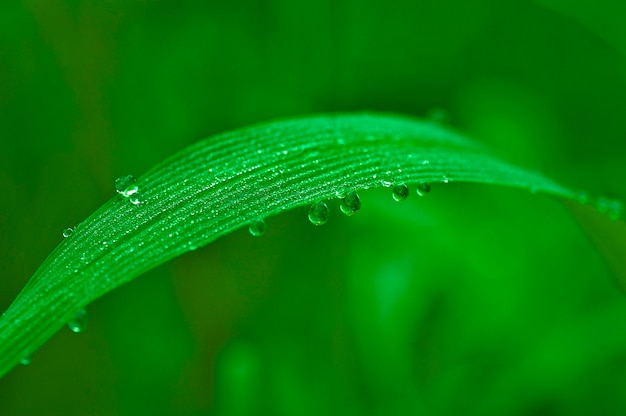 Dew on Leaf