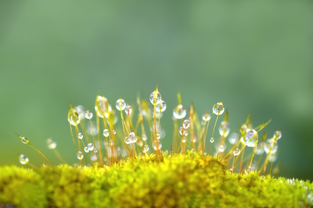 Dew on littel moss