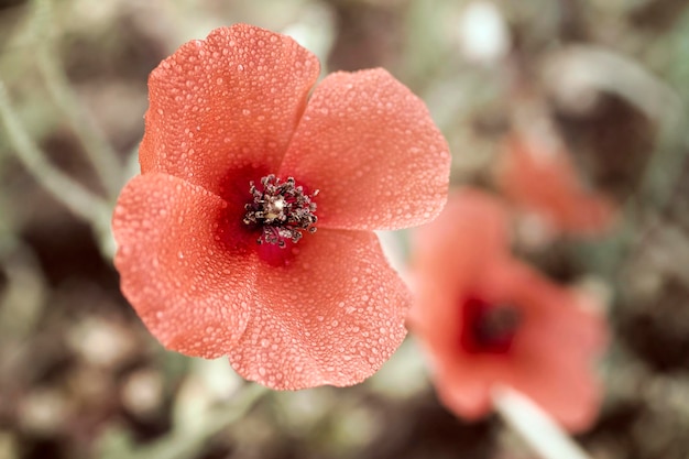 ケシの花に露