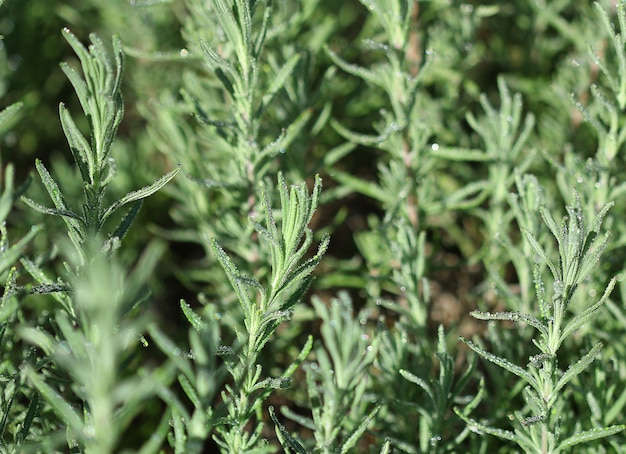 Dew on Rosemary