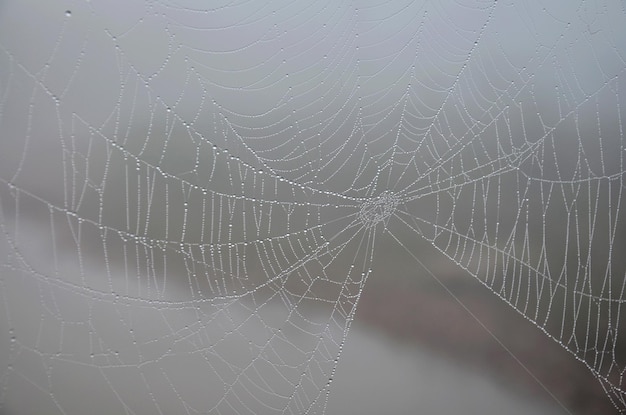 Dew on spider web with lighting of sun at outdoor in morning time at Ban Bo Kluea village in Bo Kluea District of Nan Thailand